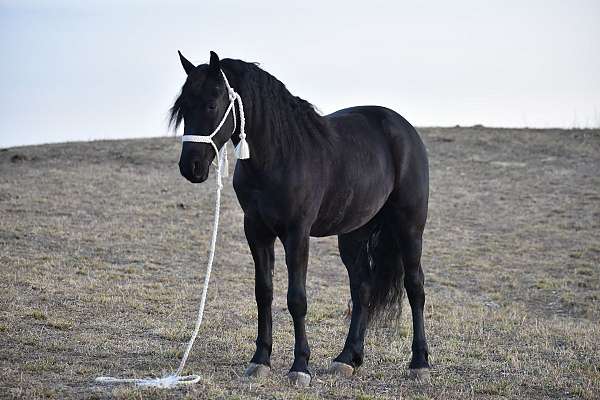 ridden-english-friesian-horse