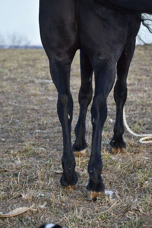 trail-riding-friesian-horse