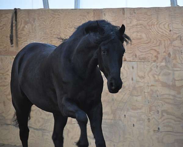 black-friesian-gelding