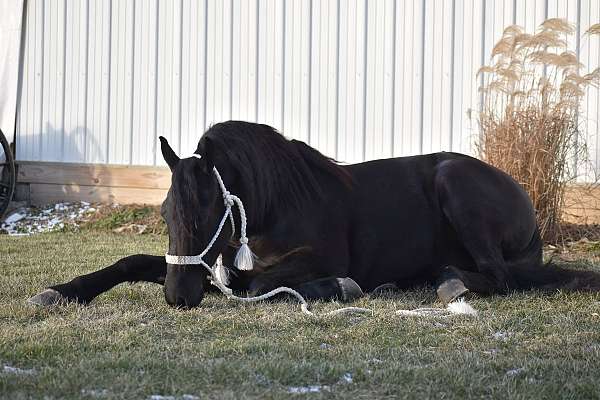 black-all-around-horse