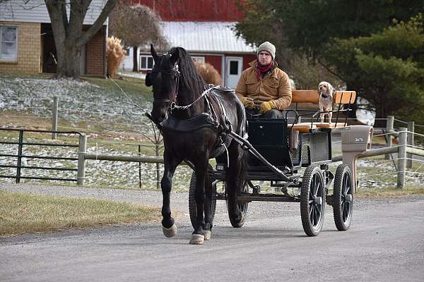 ridden-western-friesian-horse