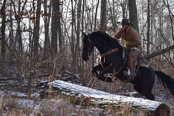 show-friesian-horse