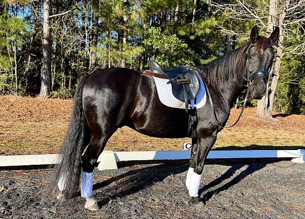 dutch-warmblood-gelding