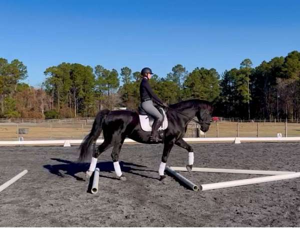 dutch-warmblood-horse