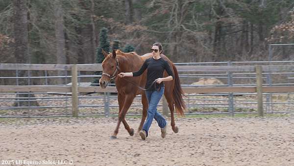 green-prospect-quarter-horse