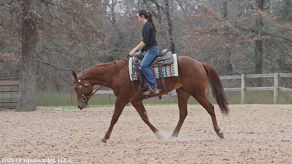 the-invester-bred-quarter-horse