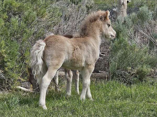 silb-belly-spot-horse