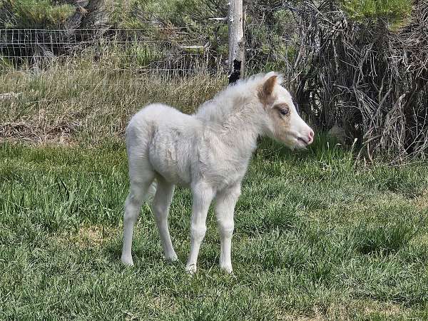 max-white-horse