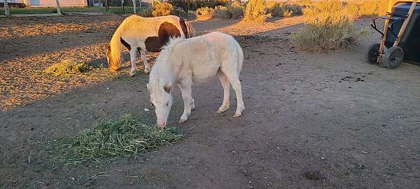 silb-filly-for-sale