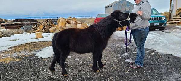 companion-youth-miniature-horse