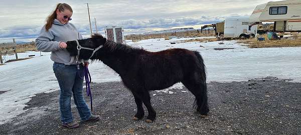 black-companion-youth-horse