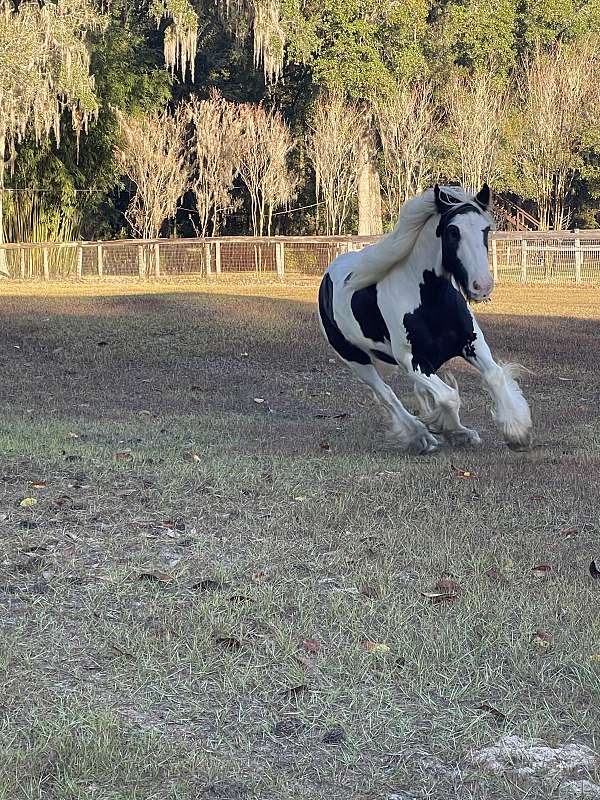 english-pleasure-gypsy-vanner-horse