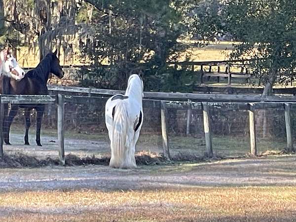 ranch-gypsy-vanner-horse