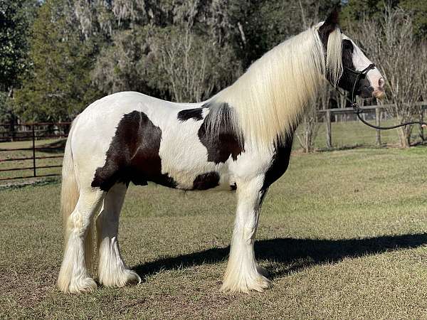 ridden-western-gypsy-vanner-horse