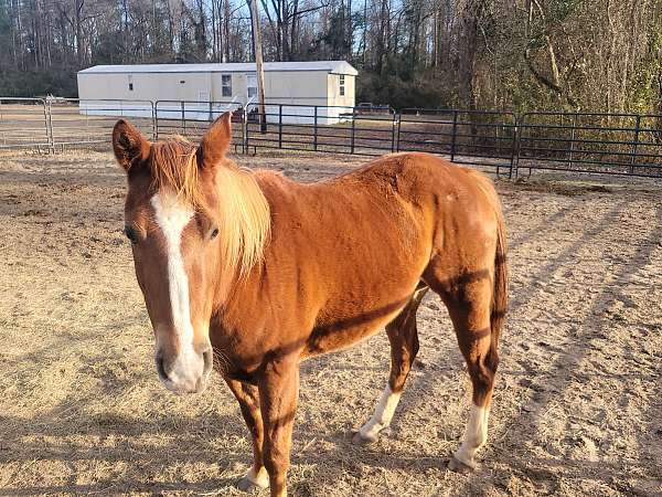 barrel-racing-quarter-horse