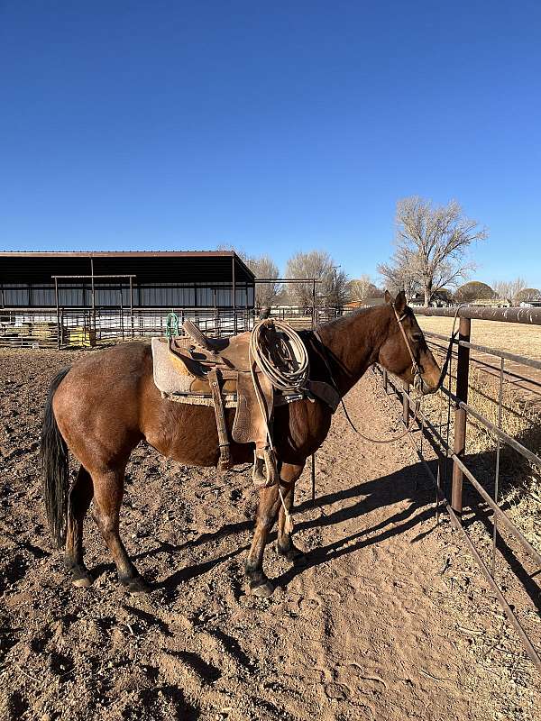 quarter-horse-for-sale