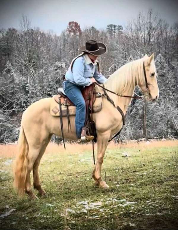 breeding-tennessee-walking-horse