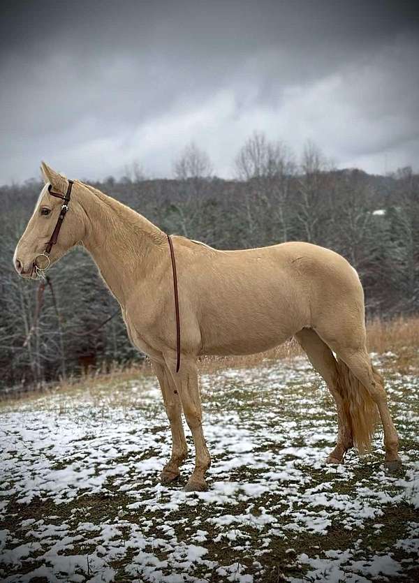 dappled-tennessee-walking-horse