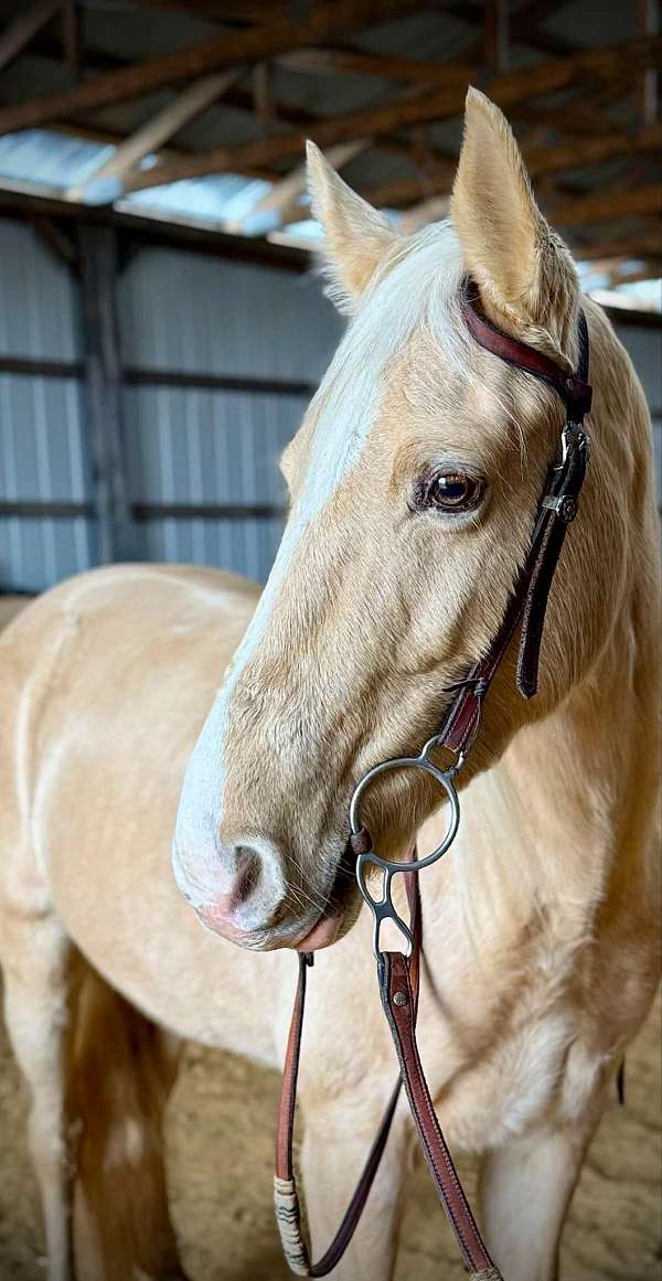 experienced-tennessee-walking-horse