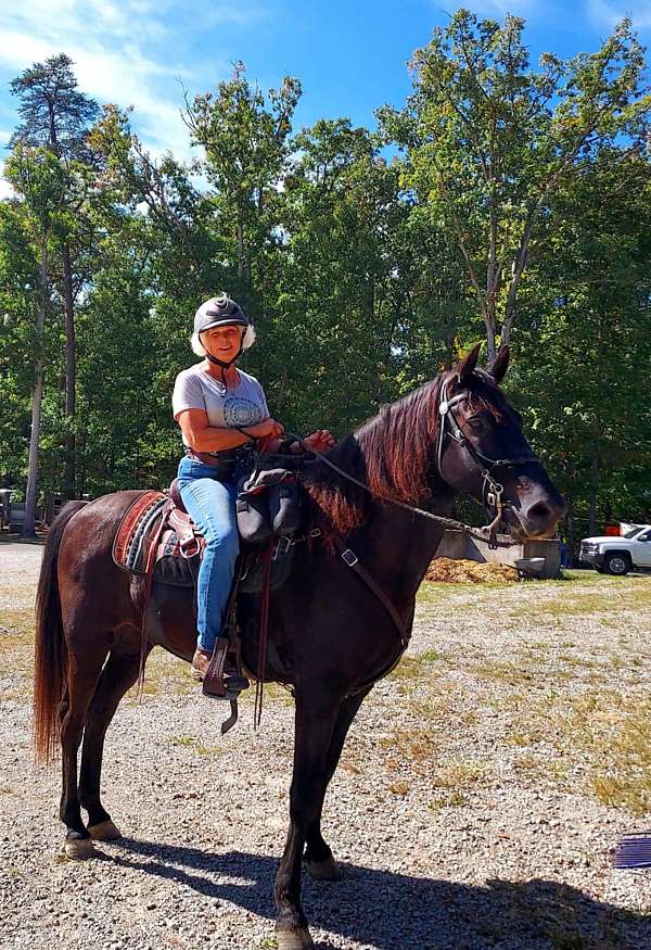 foundation-rocky-mountain-horse