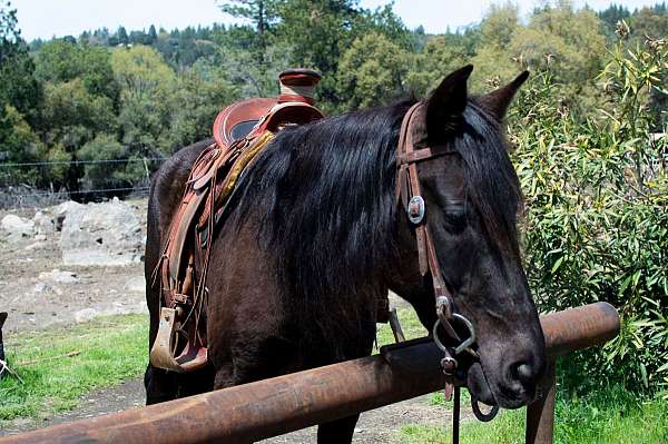 breeding-rocky-mountain-horse