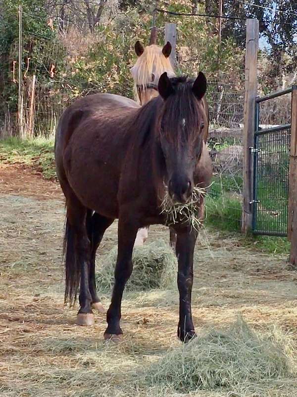 foundation-rocky-mountain-horse