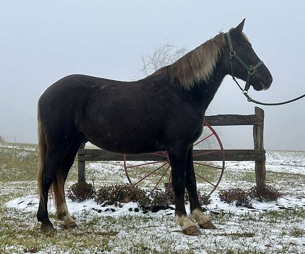 chocolate-rocky-mountain-gelding