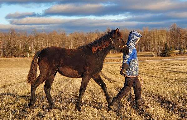 gaited-morgan-filly