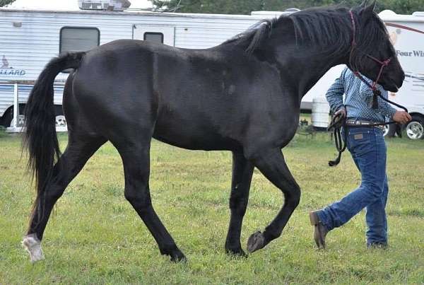 black-none-horse