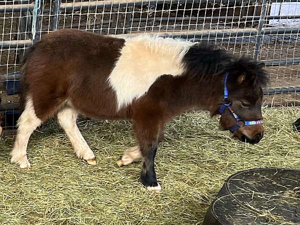 miniature-colt