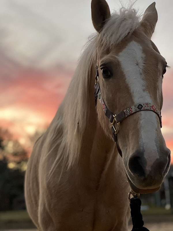 longe-line-morgan-palomino-horse