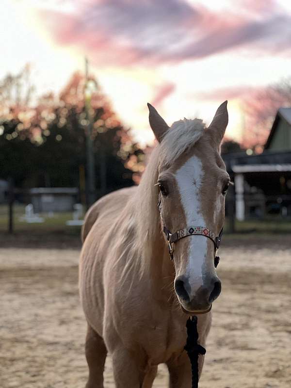 morgan-horse