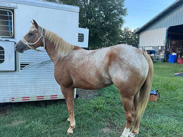 palomino-varnish-horse