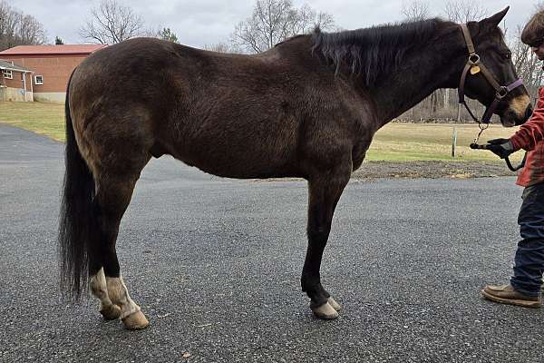 white-star-horse