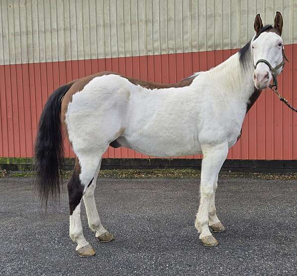 medicine-hat-coloring-red-white-paint-horse