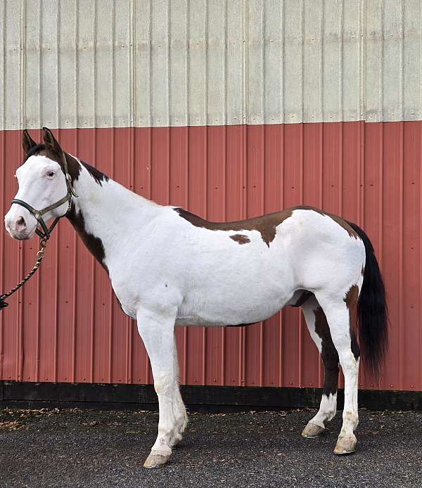 tobiano-medicine-hat-coloring-red-white-paint-horse