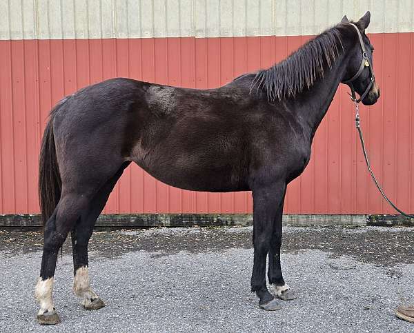 black-therapy-horse