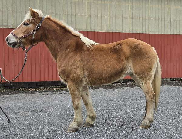 therapy-haflinger-horse