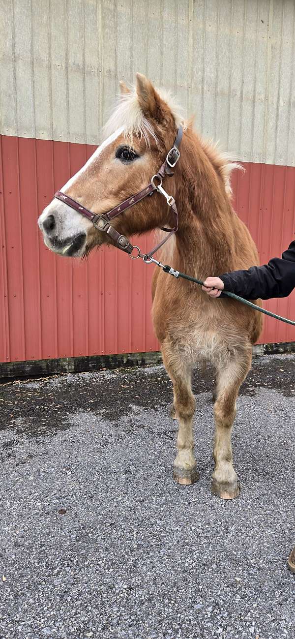 driving-trail-haflinger-palomino-horse