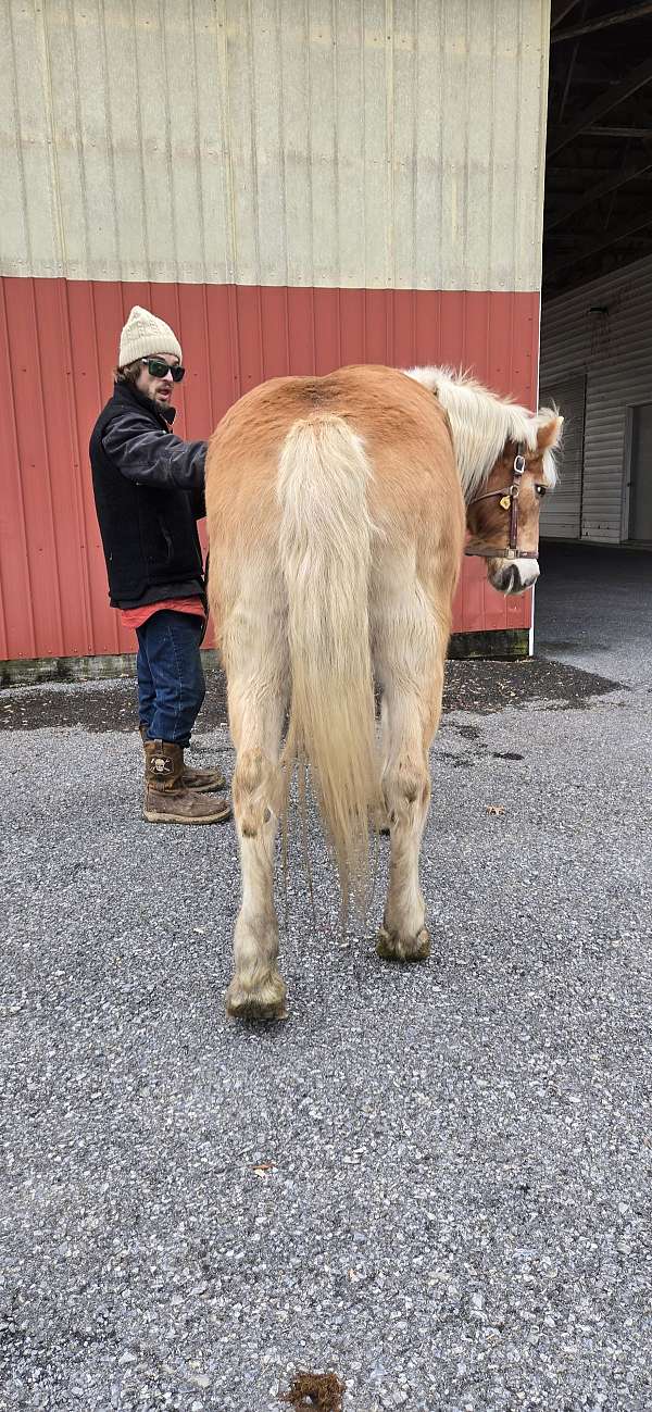 palomino-driving-trail-horse