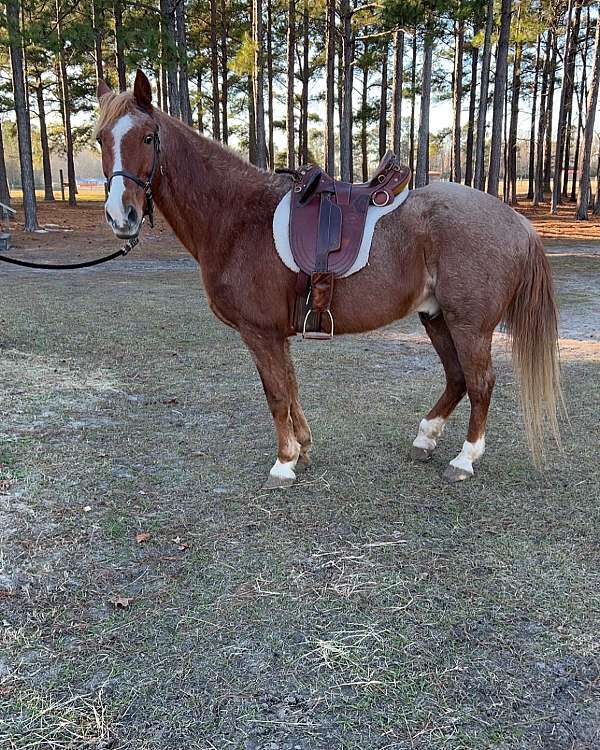 red-roan-roan-racking-horses-for-sale