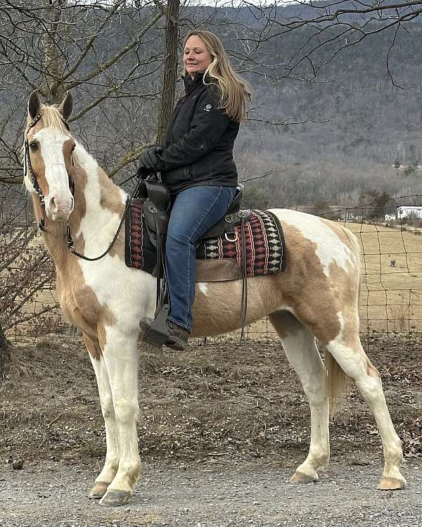 fully-trained-tennessee-walking-horse