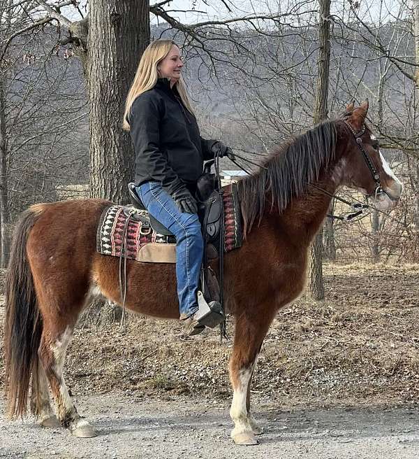 bay-sabino-twh-tennessee-walking-horse