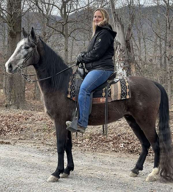 quiet-disposition-tennessee-walking-horse