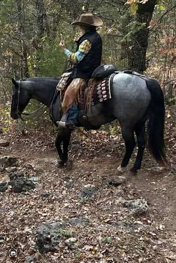 blue-roan-bullseye-on-head-rear-ankle-sock-horse