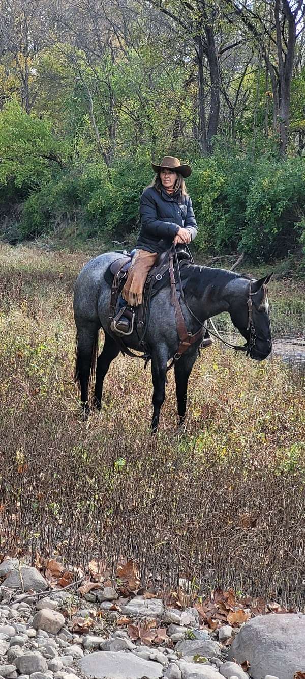 blue-roan-quarter-horse-mare