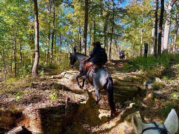 blue-roan-aqha-mare