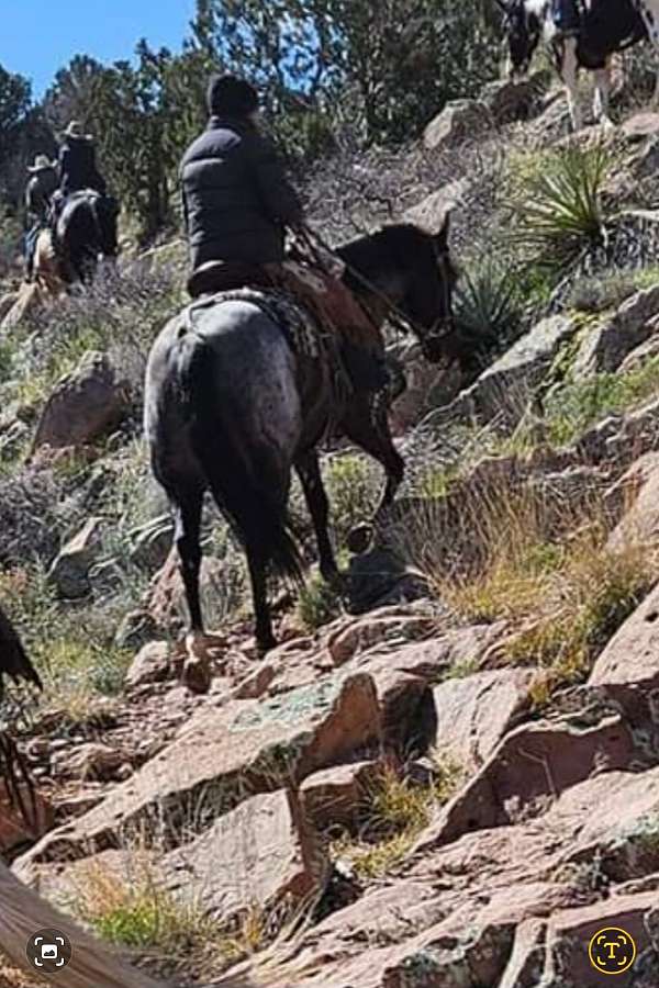 blue-roan-aqha-horse