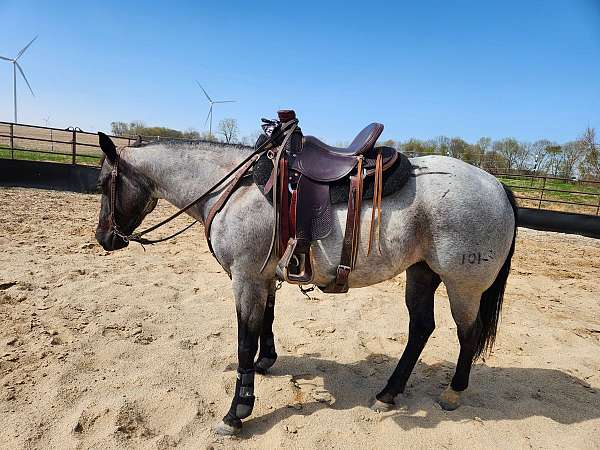 14-hand-quarter-horse-mare