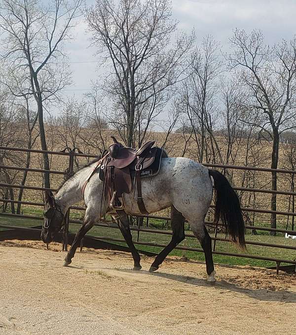 blue-roan-quarter-horse-for-sale